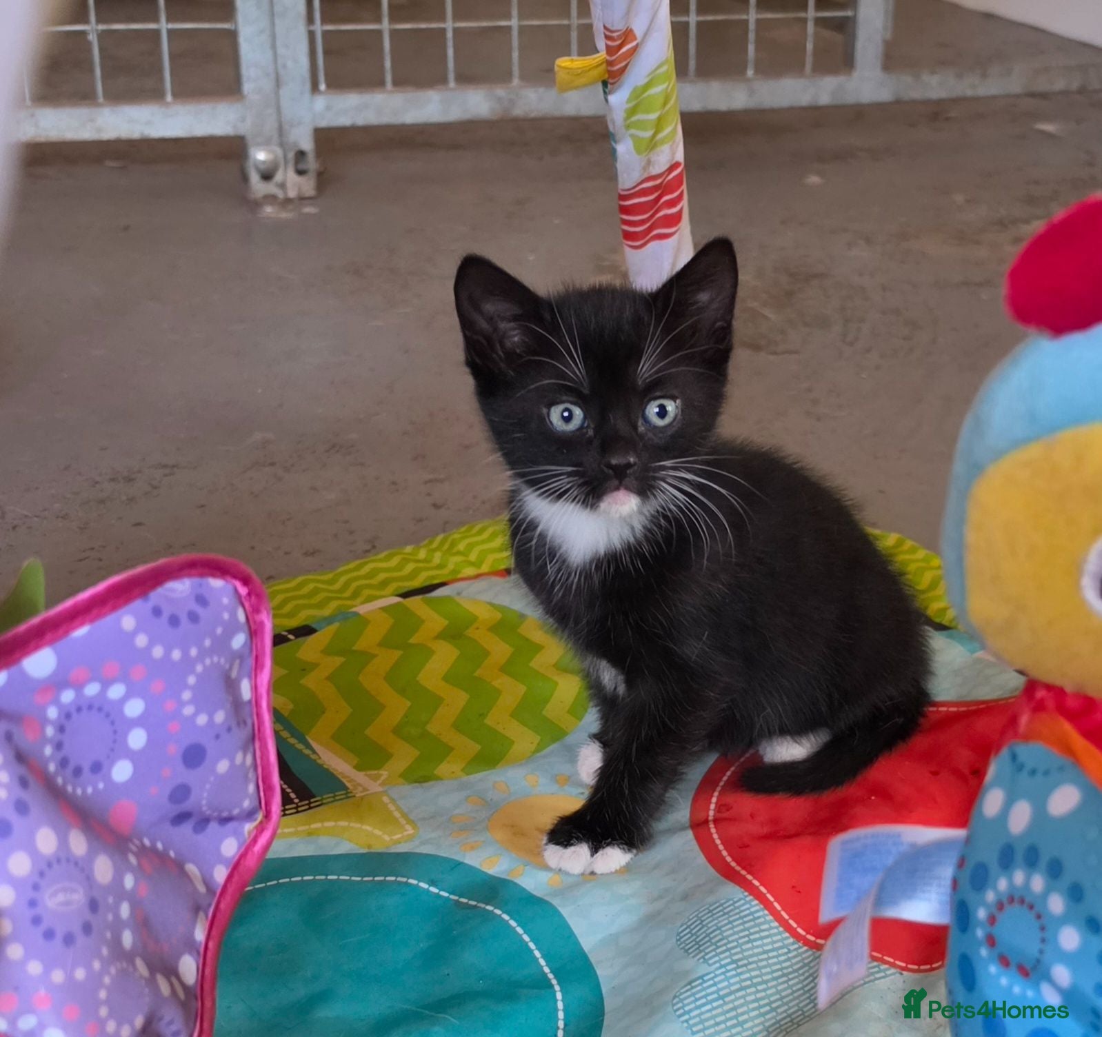 Mixed Breed cats Adorable Kittens Ready for their forever Homes - Advert 16