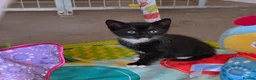 Mixed Breed cats for sale: Adorable Kittens Ready for their forever Homes - Advert 16