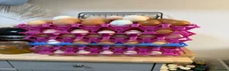 Chickens poultry for sale: Hatching Eggs: pure Serama, Bantam & LF Hybrids - Advert 2