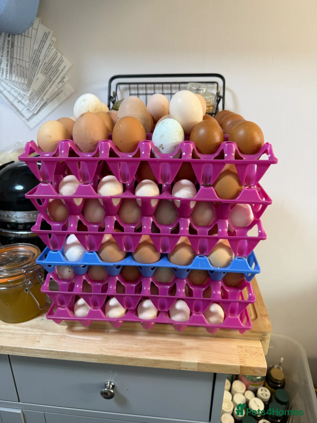 Chickens poultry for sale: Hatching Eggs: pure Serama, Bantam & LF Hybrids - Advert 2