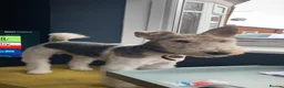 Fox Terrier dogs for sale: 4yo CASTRATED Adult Male Fox Terrier  in Bishop Auckland - Advert 3