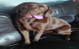 Labrador Retriever dogs for sale: Chocolate Labrador older girl - Image 5