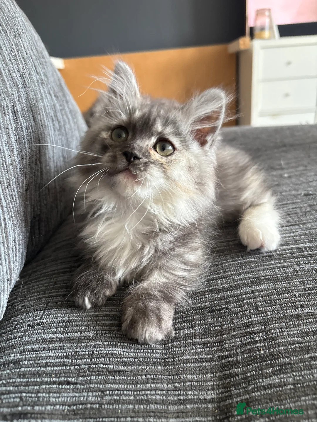 Munchkin cats for sale: Persian Munchkin kittens  - Advert 3