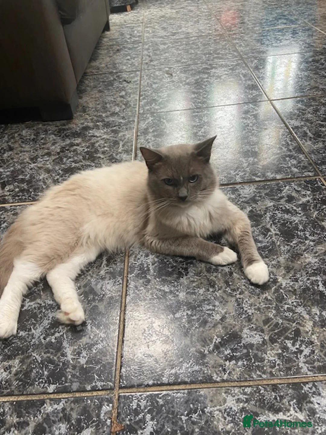 Ragdoll cats for stud: GCCF Reg. Blue point mitted Ragdoll Stud - JEEVES - Advert 4