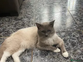 Ragdoll cats GCCF Reg. Blue point mitted Ragdoll Stud - JEEVES - Advert 7