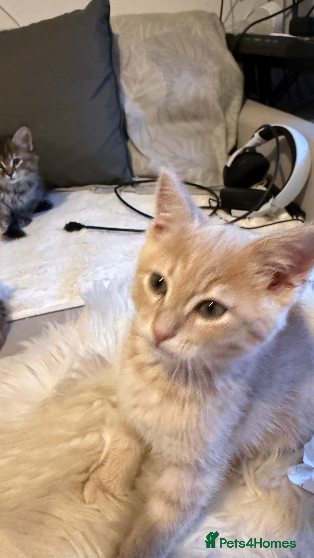 Mixed Breed cats for sale: Siberian mix kitten-Beautiful Ginger girls - Advert 12