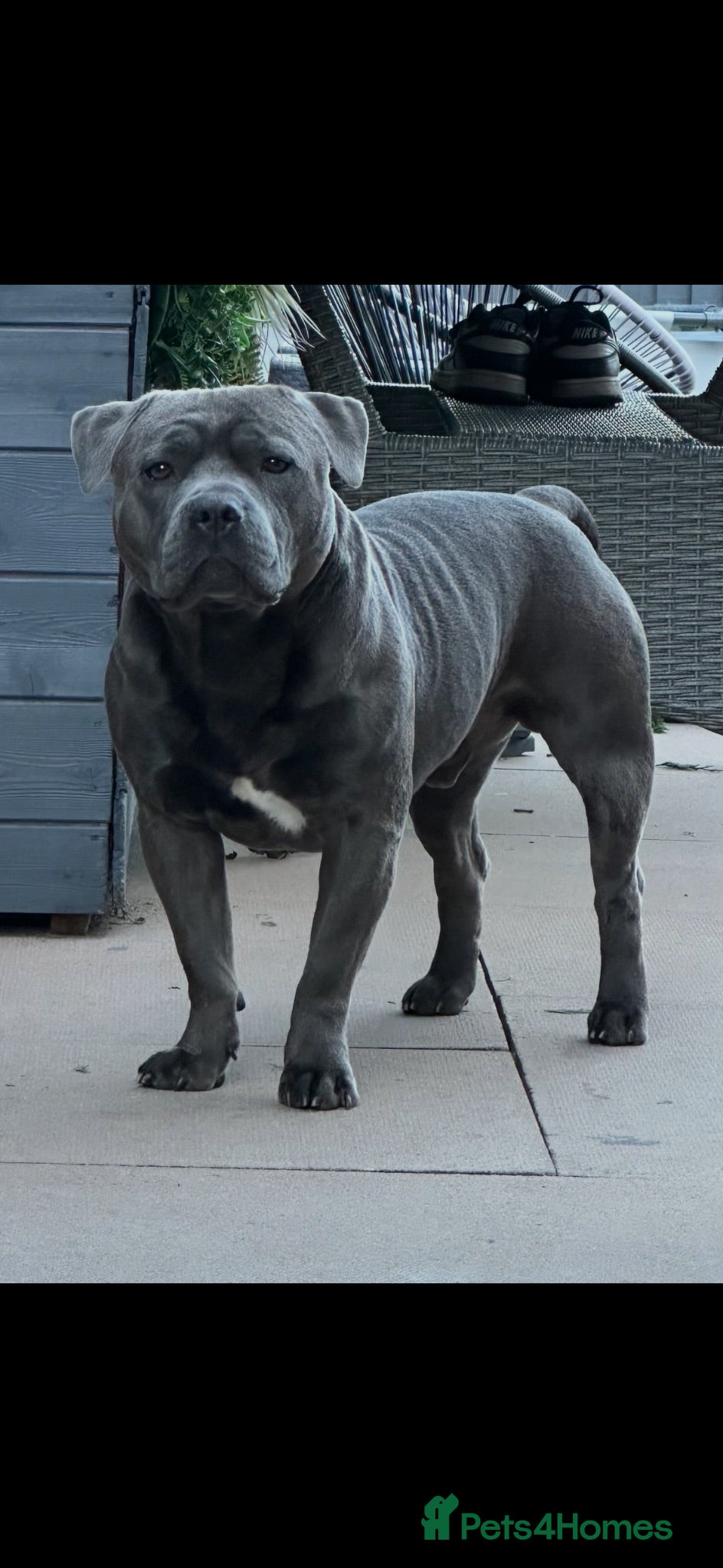 Staffordshire Bull Terrier dogs Blue Staffordshire bull terrier kc registered 3y - Advert 2