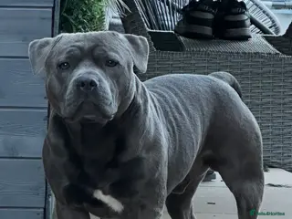 Staffordshire Bull Terrier dogs Blue Staffordshire bull terrier kc registered 3y - Advert 10