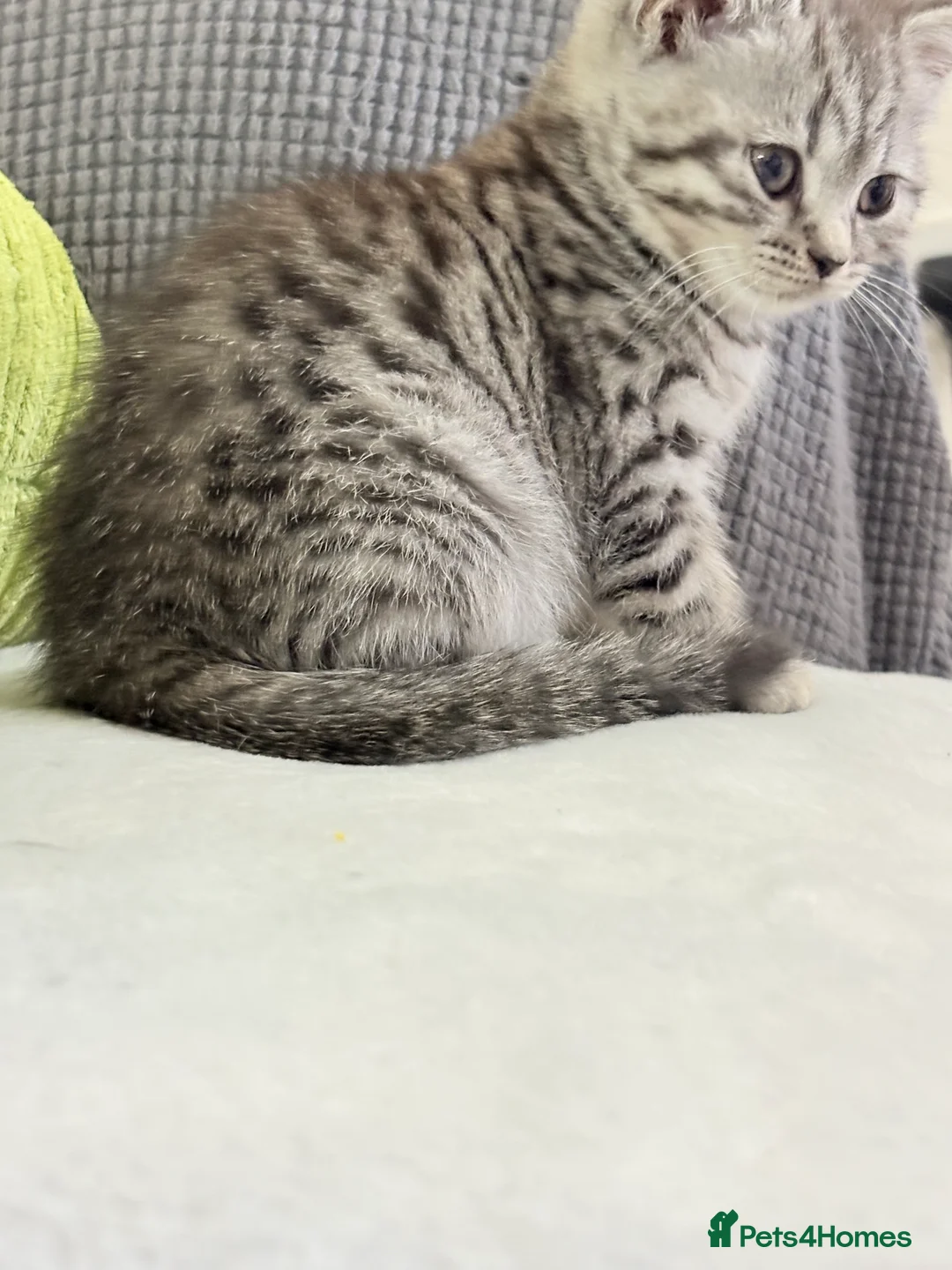 British Shorthair cats for sale: British shorthair kittens  - Advert 12