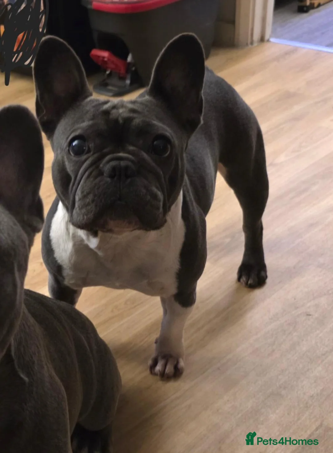 French Bulldog dogs for sale: Female French bulldog  - Advert 2