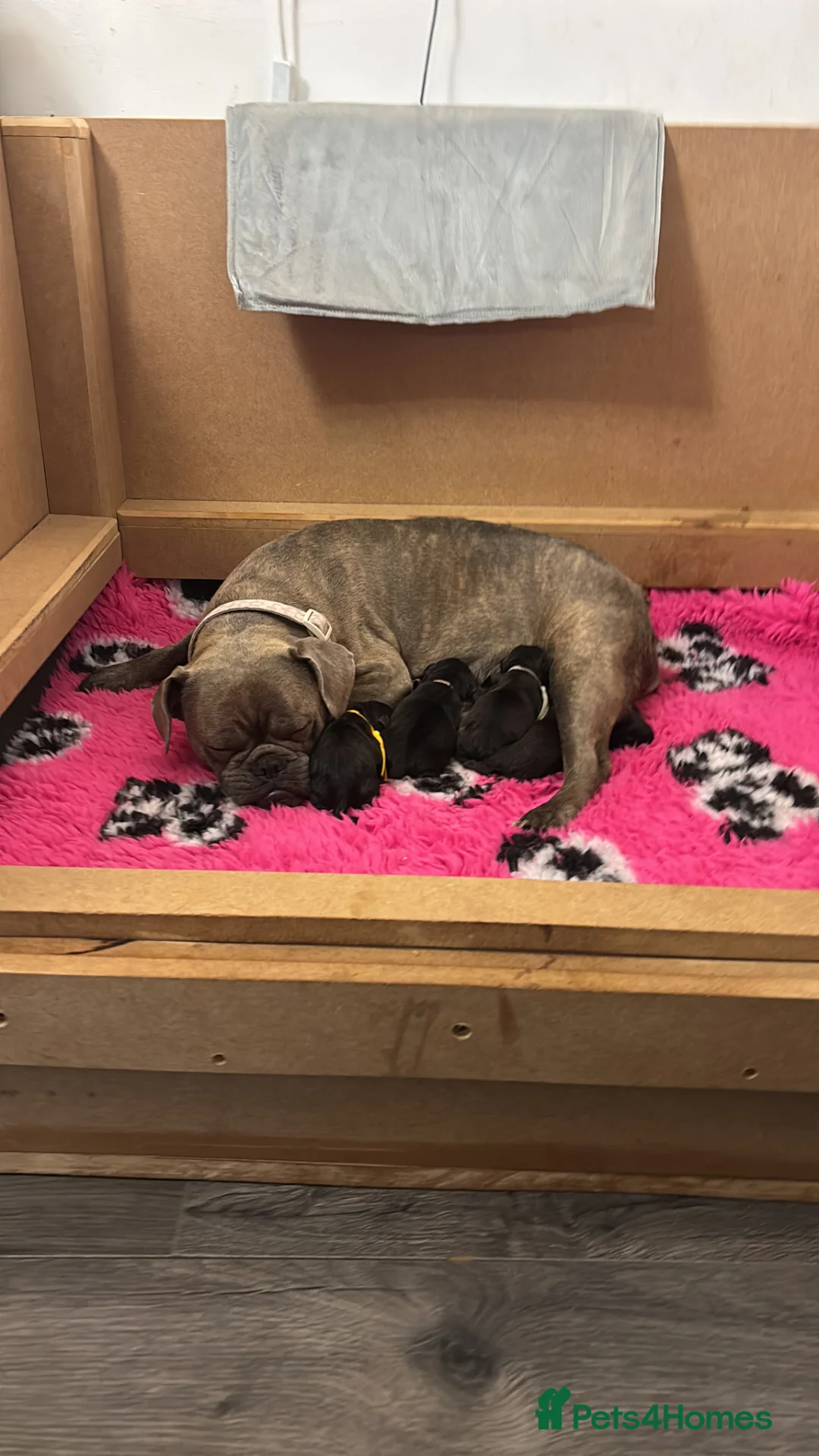 Mixed Breed dogs for sale: Gorgeous frug x English puppies  - Advert 10
