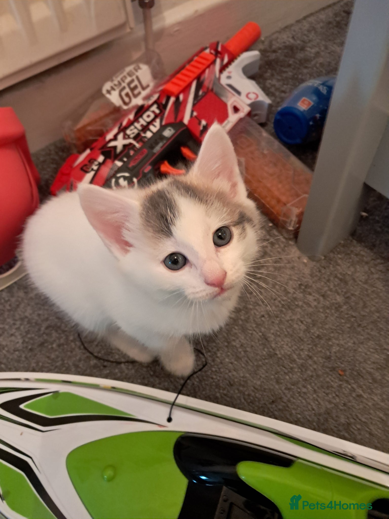 Mixed Breed cats kittens - Advert 4