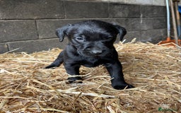 Labrador Retriever dogs for sale: Beautiful black Labrador puppy's  - Image 2
