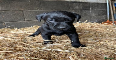 Labrador Retriever dogs - Advert 12