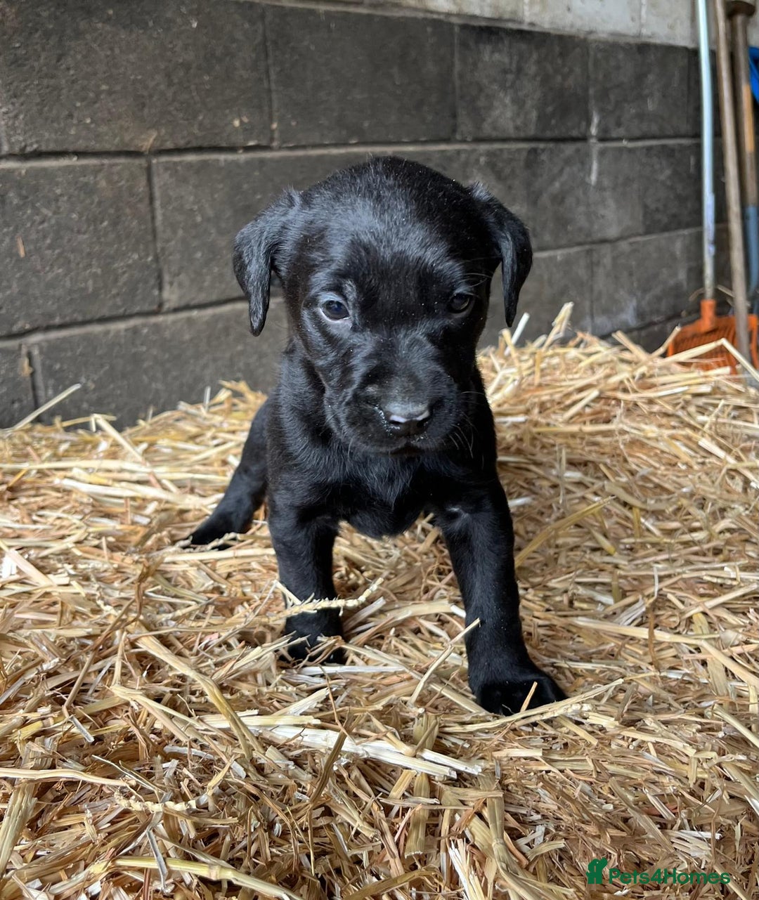 Labrador Retriever dogs for sale: Beautiful black Labrador puppy's  - Image 2
