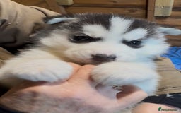 Siberian Husky dogs for sale: 6 pure breed husky pups  - Advert 7