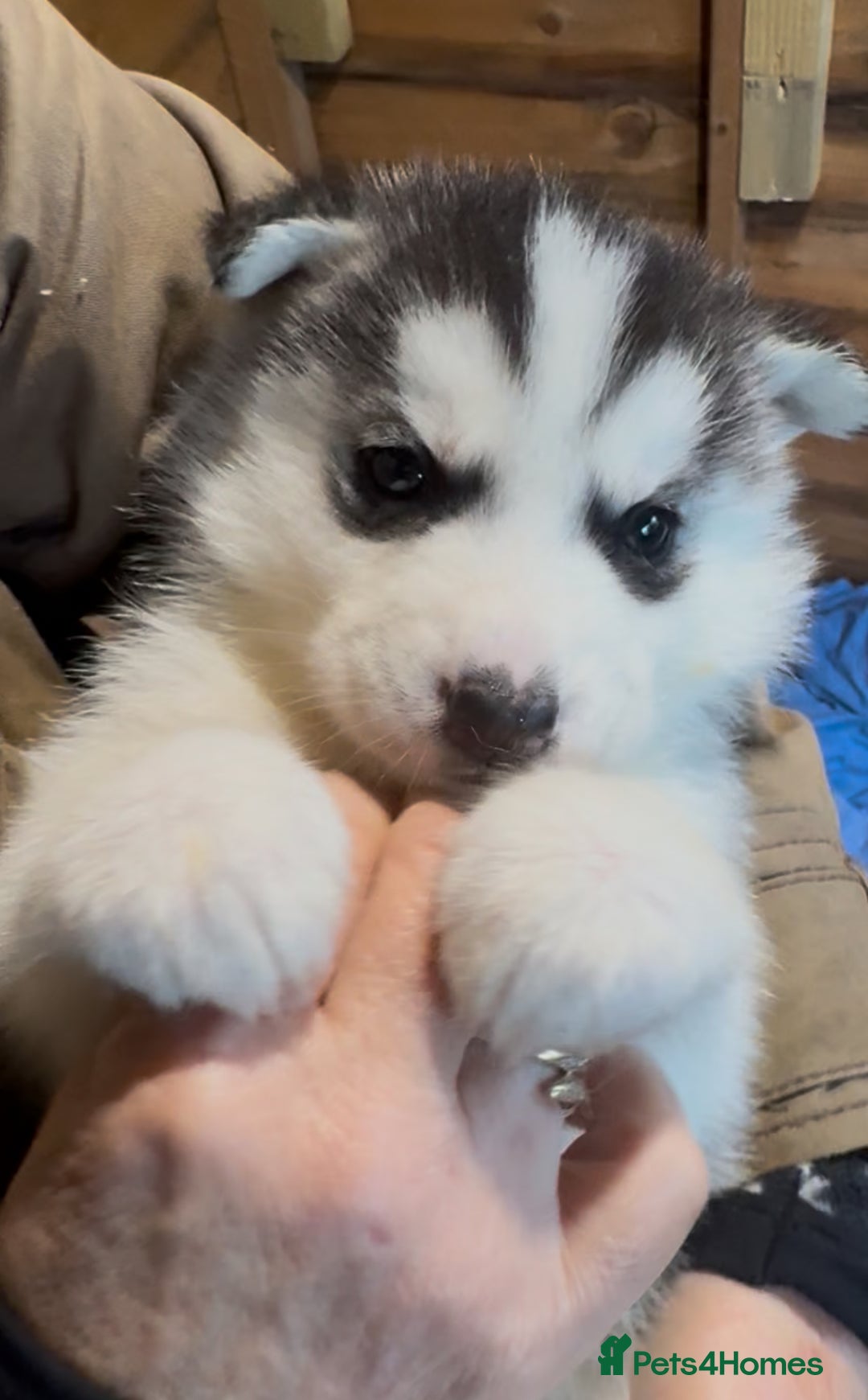Siberian Husky dogs for sale: 6 pure breed husky pups  - Advert 7