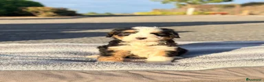 Bernedoodle 3