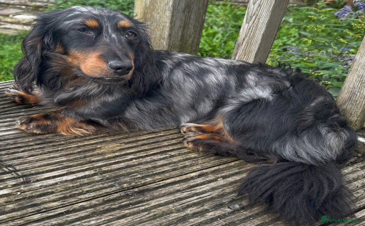 Miniature Dachshund dogs - Advert 9