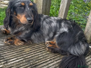 Miniature Dachshund dogs - Advert 13