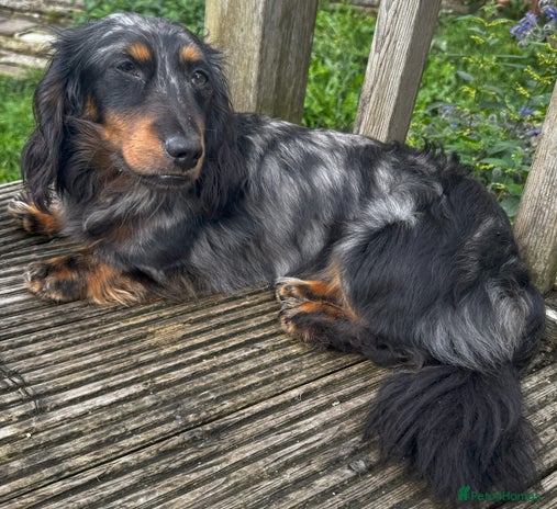 Miniature Dachshund dogs - Advert 1