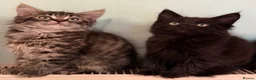 Maine Coon cats for sale: Maine Coon Absolutely  beautiful Kittens for Sale  - Advert 12