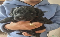Cockapoo dogs for sale: F1b Cockapoo  - Image 2
