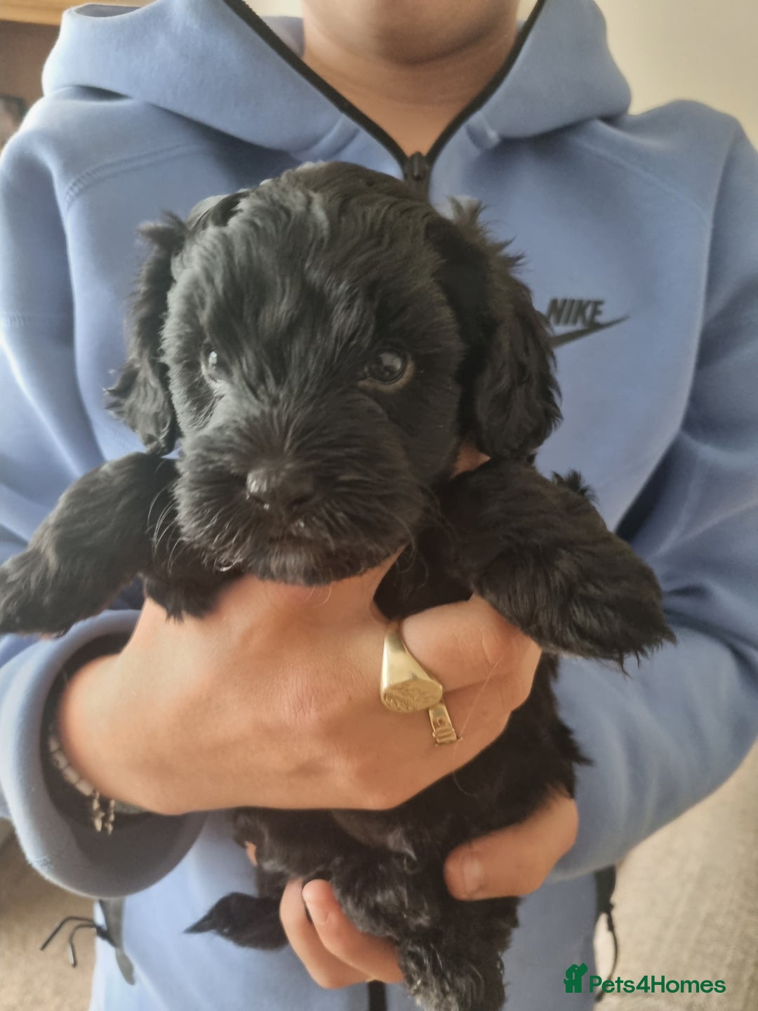 Cockapoo dogs for sale: F1b Cockapoo  - Image 2
