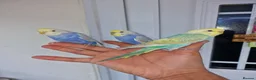 Budgerigars birds for sale: Super hand tamed baby budgies for sale  - Advert 1