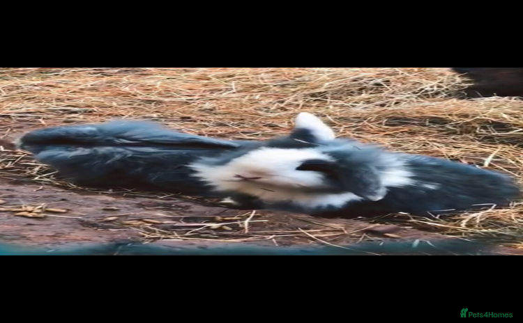Mini Lion Lop rabbits - Advert 2