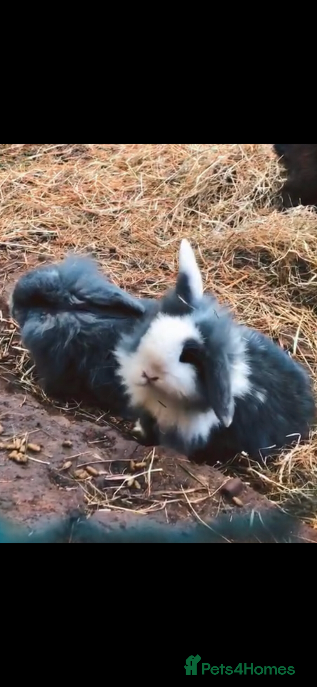 Mini Lion Lop rabbits for sale: Unique Bunnies  - Image 1