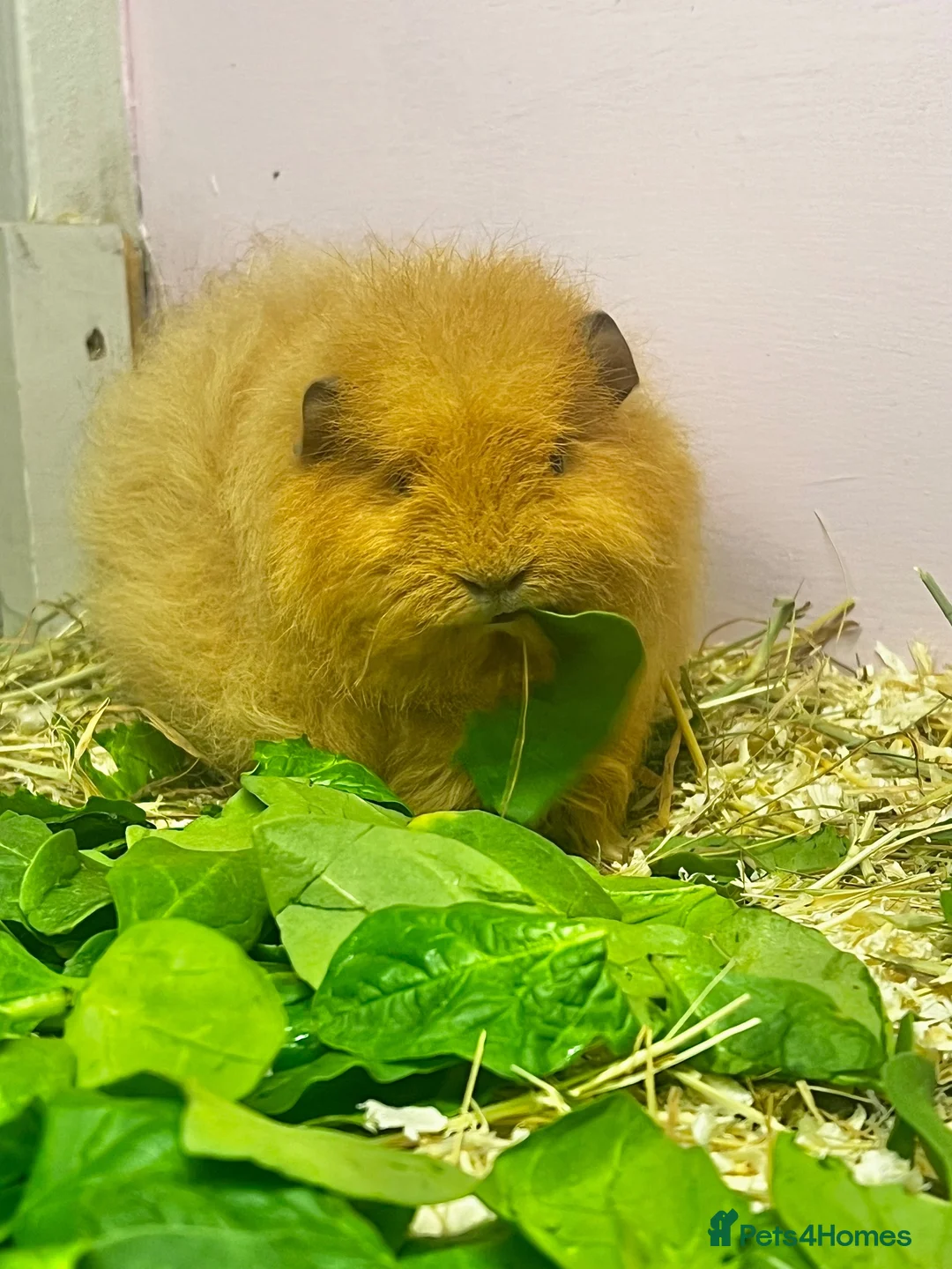 Guinea Pig rodents for sale: Ginger Swiss Retired Sow  - Advert 1