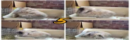 Lionhead rabbits for sale: Lop lionhead bunnies!  - Advert 5