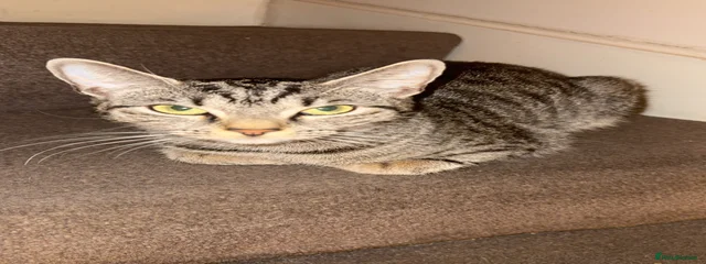 Dua