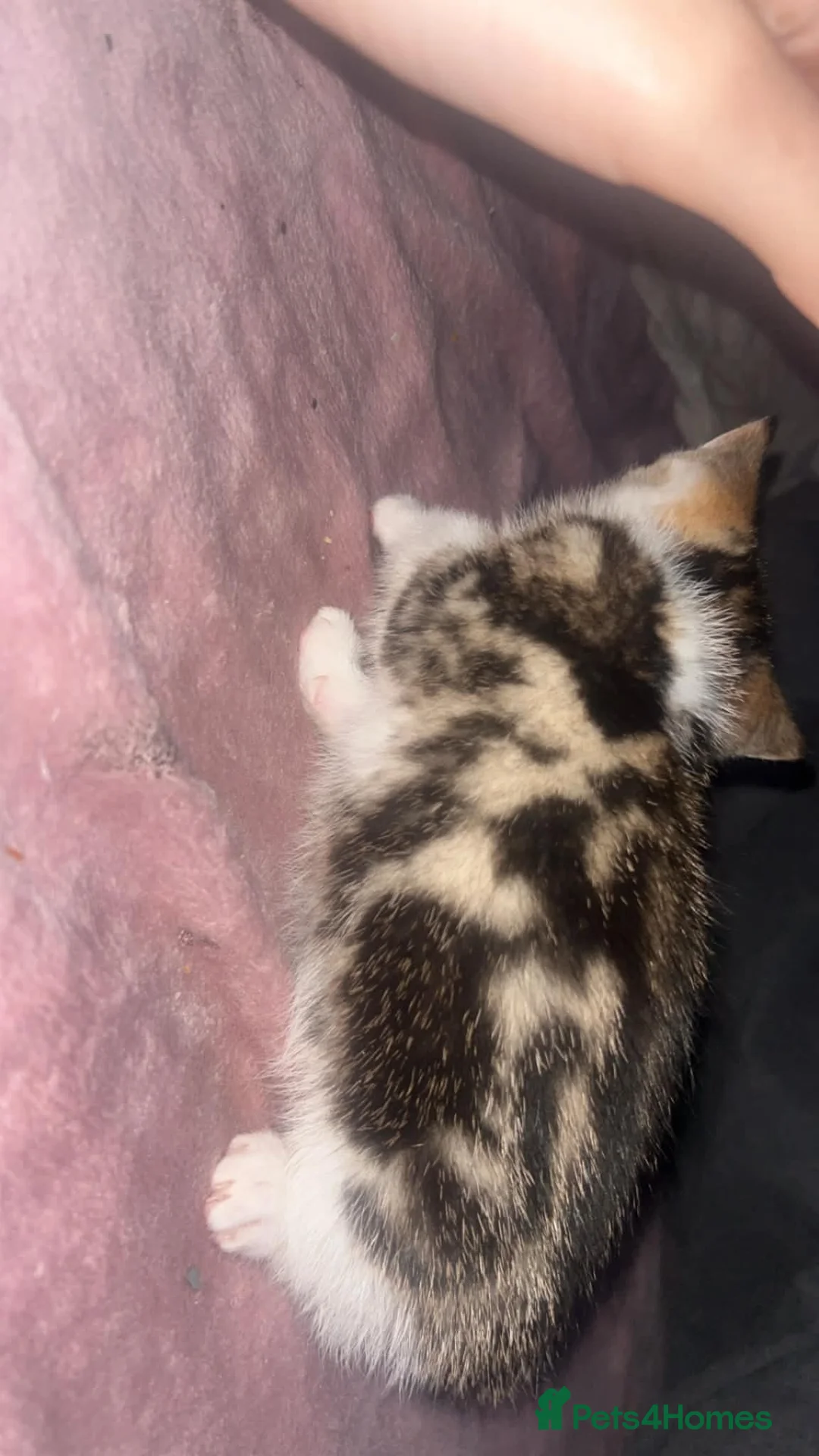 Mixed Breed cats for sale: Kittens - Advert 2