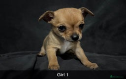 Chorkie dogs for sale: For sale  - Advert 11