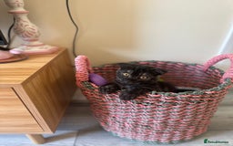 Scottish Fold cats for sale: Adorable 3 Months Old Scottish Fold Boy - Image 1