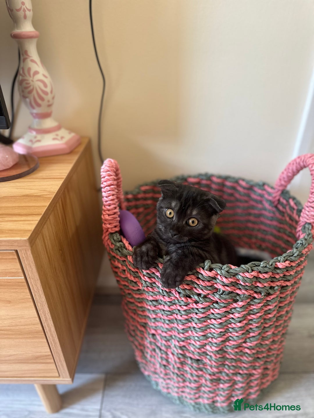 Scottish Fold cats for sale: Adorable 3 Months Old Scottish Fold Boy - Image 1