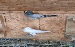 Doves birds for sale: Pigeons  - Image 6