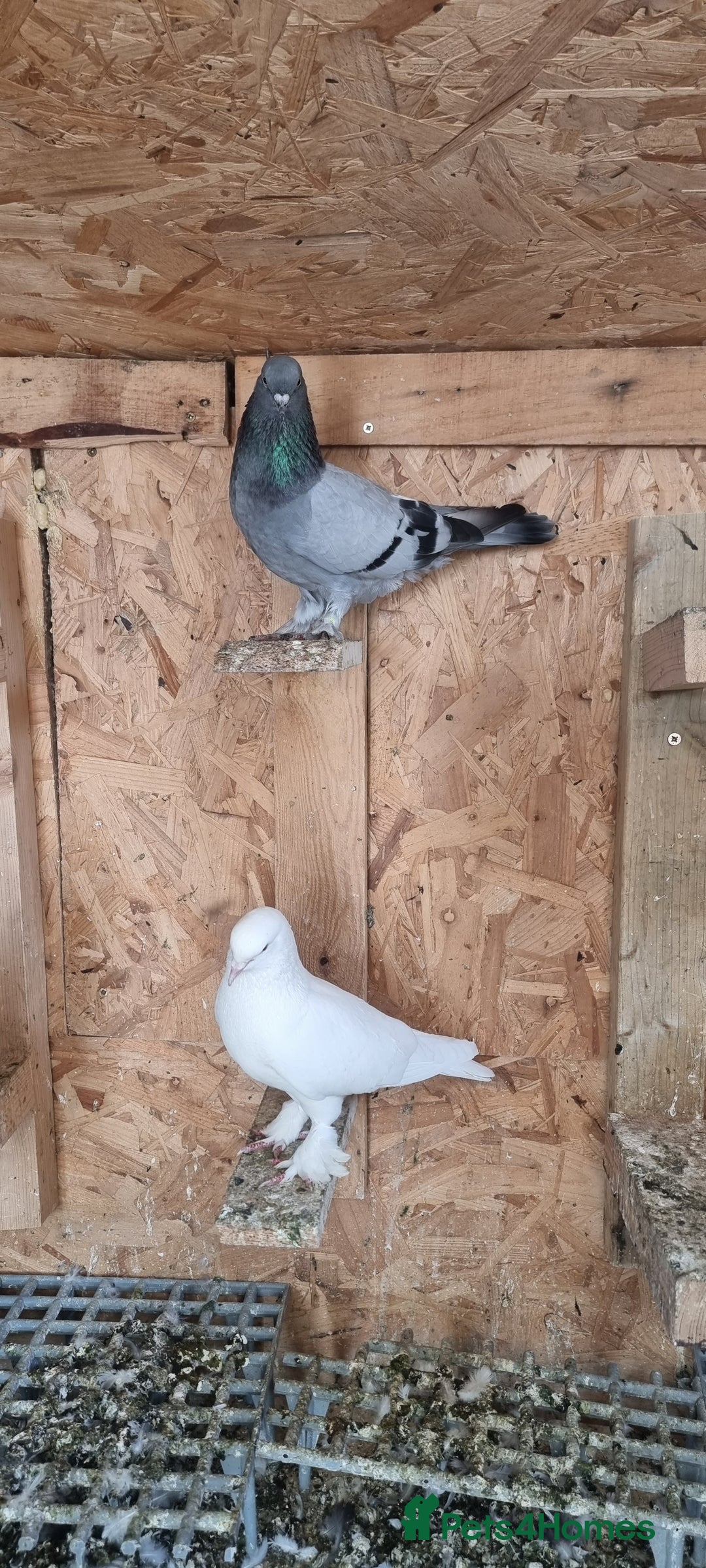 Doves birds for sale: Pigeons  - Image 6