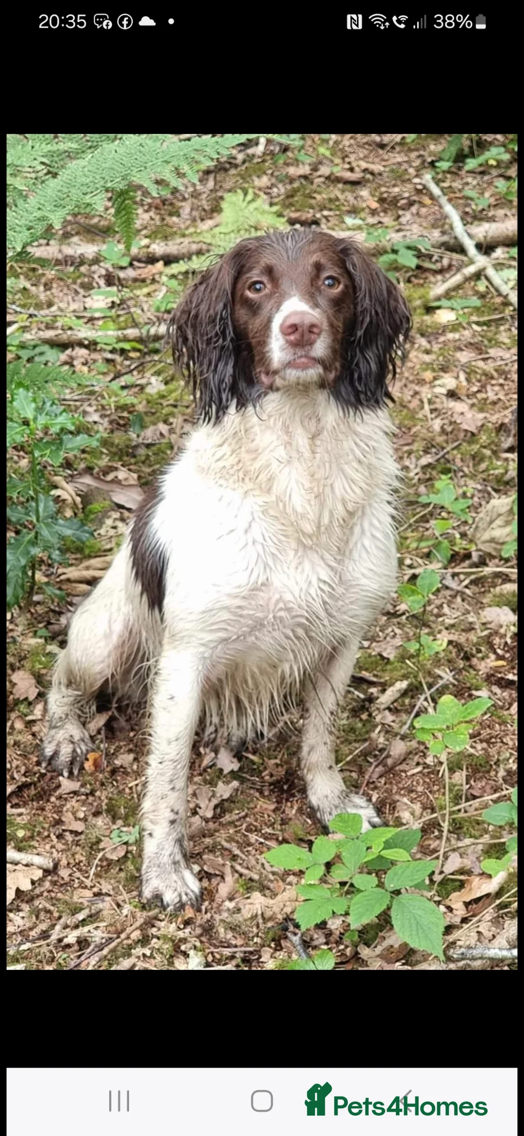 English Springer Spaniel dogs for sale:  Health tested Springer Spaniel puppies - Advert 13