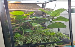 Chameleon reptiles for sale: Rare Nosy Boraha, Male, Panther Chameleon - Image 11