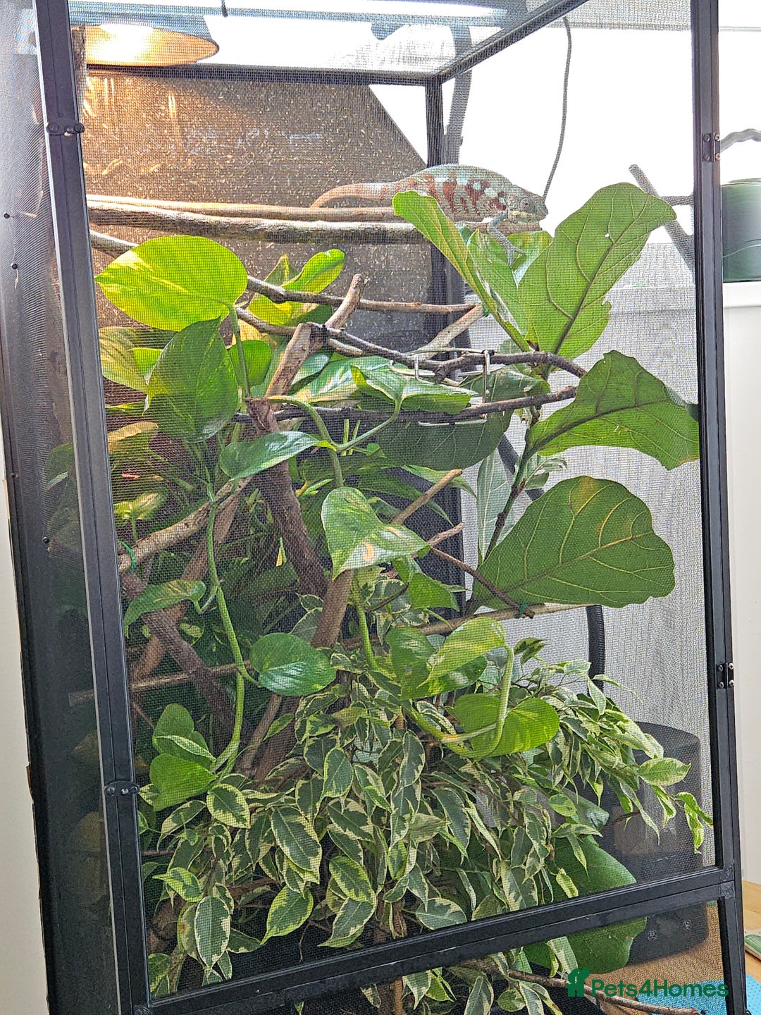 Chameleon reptiles for sale: Rare Nosy Boraha, Male, Panther Chameleon - Image 11