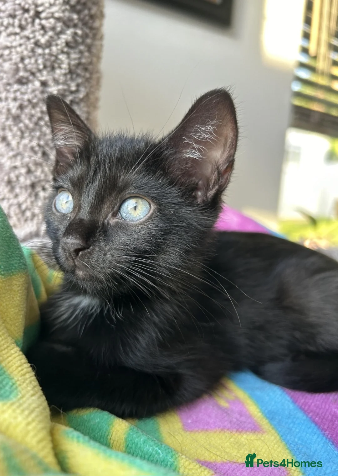 Mixed Breed cats for sale: Cairo♡ in London - Advert 2