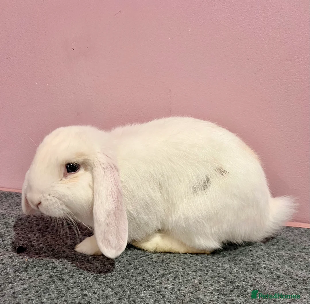Mini Lop rabbits for sale: 15 week old male mini lop for sale  - Advert 2