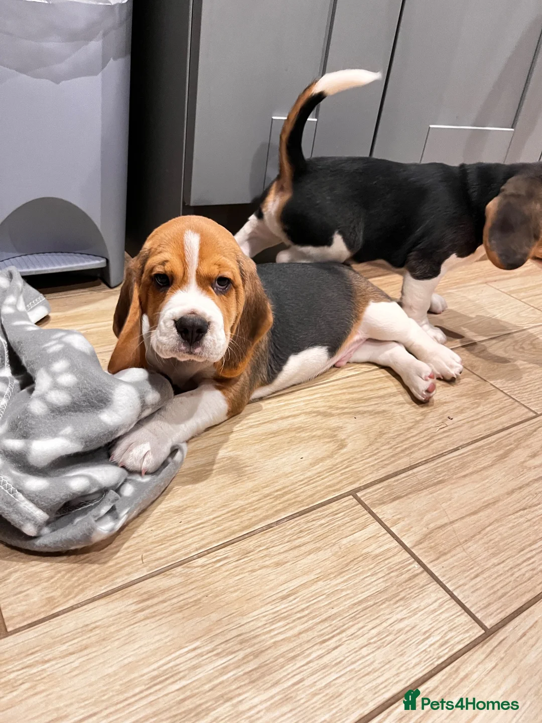Beagle dogs for sale: KC registered and DNA health tested - Advert 13