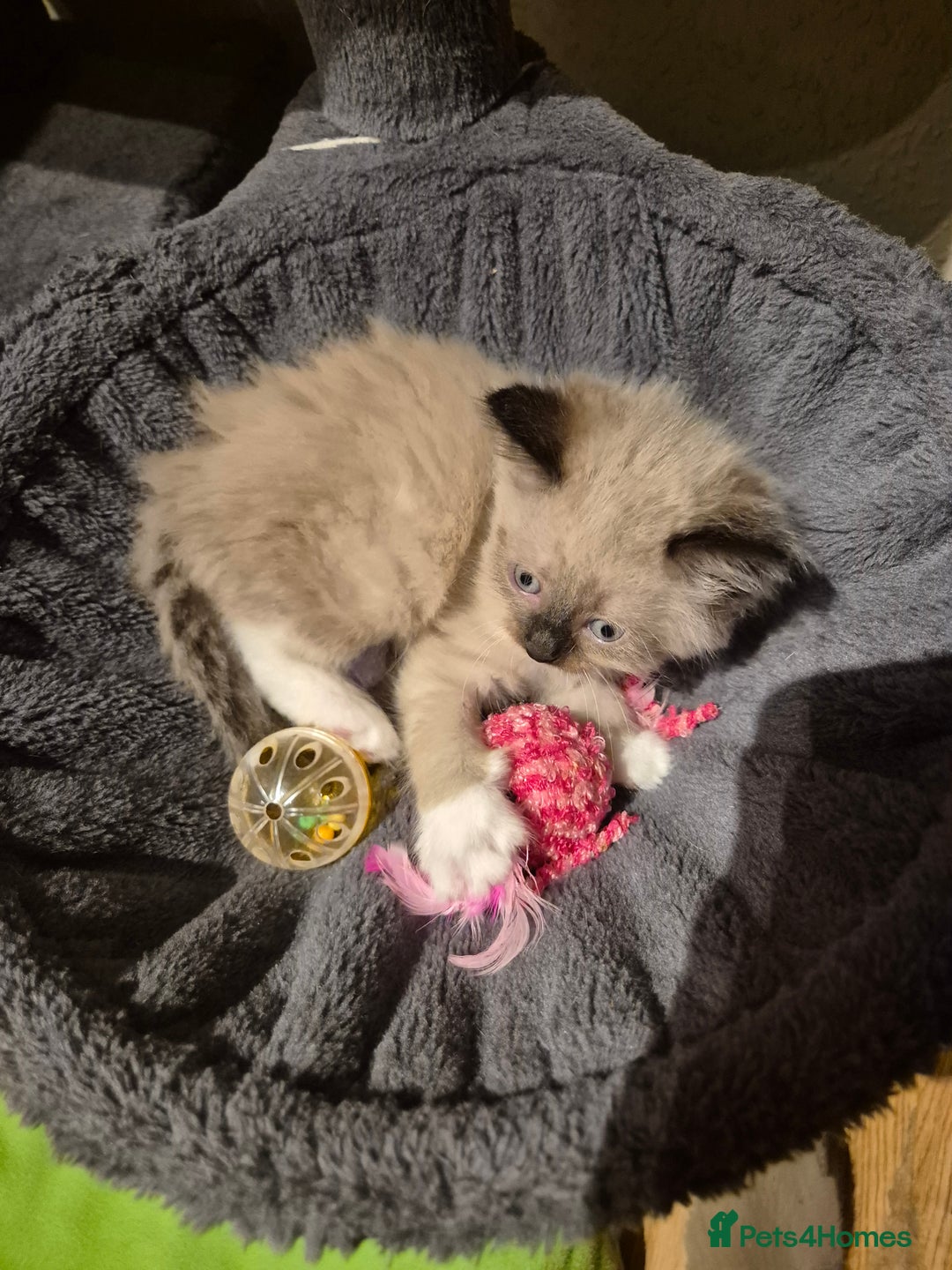 Mixed Breed cats for sale: Half Ragdoll kittens  - Advert 13