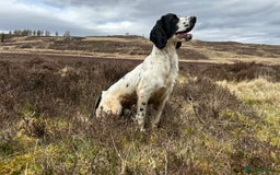 Cocker Spaniel dogs for stud: Pedigree Cocker Spaniel Stud  - Image 6