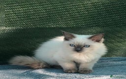 Ragdoll cats for sale: Delightful Ragdoll kittens.  - Image 6