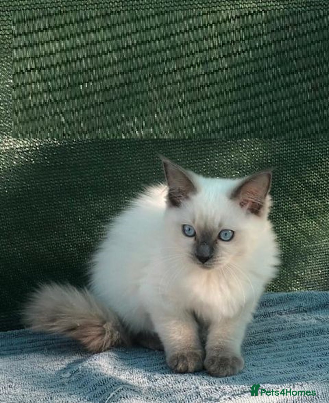 Ragdoll cats for sale: Delightful Ragdoll kittens.  - Image 6
